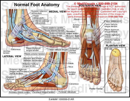 MediVisuals Normal Foot Anatomy Exhibits