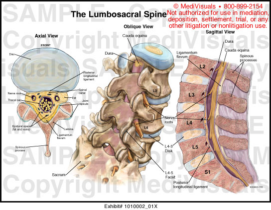 lumbosacral-spine-medical-illustraion