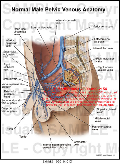 Normal Male Pelvic Venous Anatomy - 102010_01X