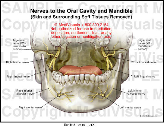 Nerves to the Oral Cavity and Mandible Medical Illustration