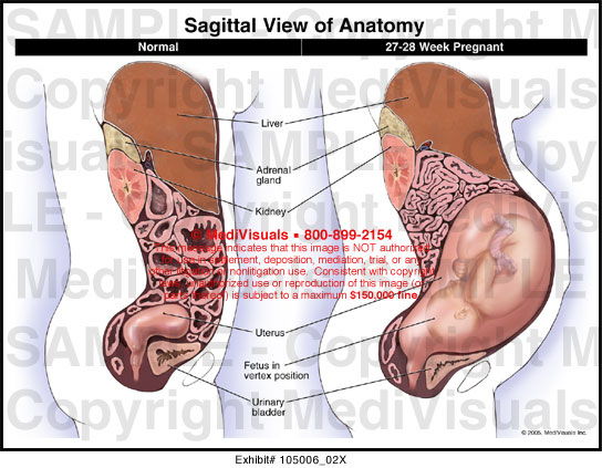 Medivisuals Sagittal View of Anatomy Medical Illustration