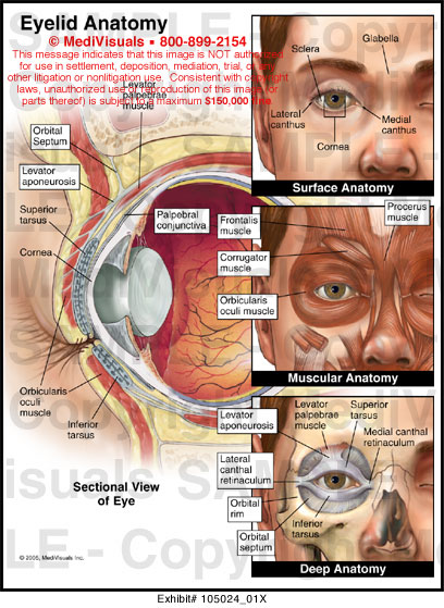 Eyelid Anatomy Medical Illustration Medivisuals