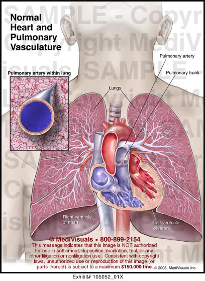 Normal Heart and Pulmonary Vasculature