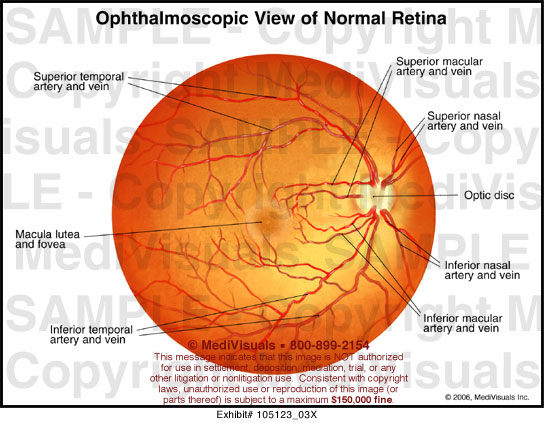 normal retina exam feathre