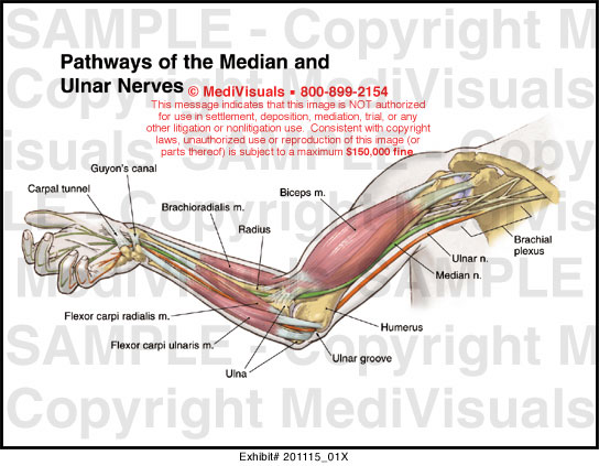 Medivisuals Pathways of the Median and Ulnar Nerves Medical Illustration