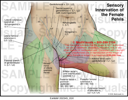 Medivisuals Sensory Nerve Innervation of the Female Pelvis Medical