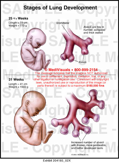 Medivisuals Stages of Lung Development Medical Illustration