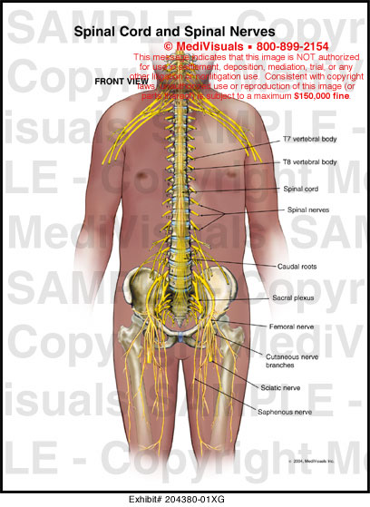 Medivisuals Spinal Cord and Spinal Nerves Medical Illustration