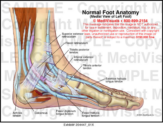 Medivisuals Normal Foot Anatomy Medical Illustration