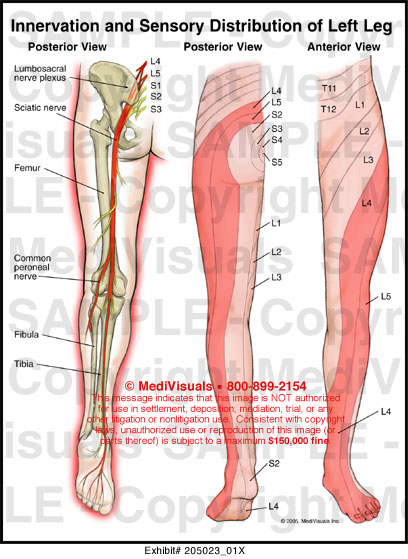 Innervation and Sensory Distribution of Left Leg Medical Exhibit