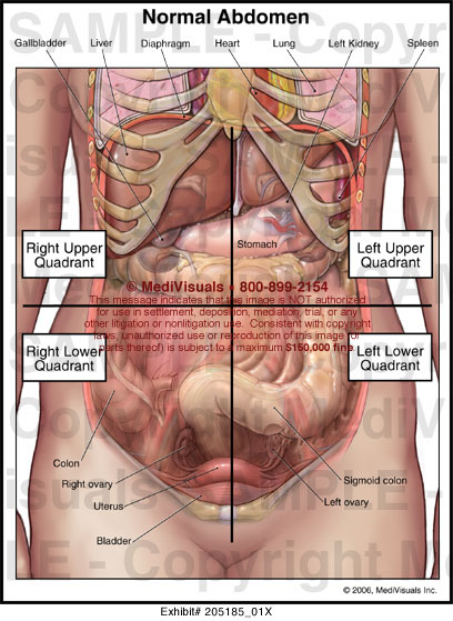 Normal Abdomen Medical Illustration