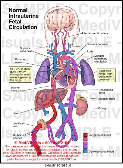 Medivisuals Normal Intrauterine Fetal Circulation Medical Illustration