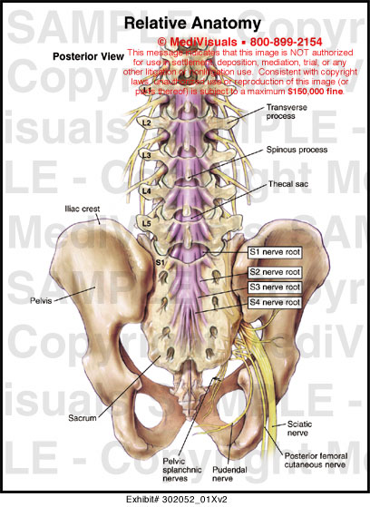 superior-in-anatomy