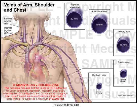 Veins of Arm, Chest and Shoulder Medical Exhibit Medivisuals