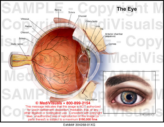 Medivisuals The Eye Medical Illustration