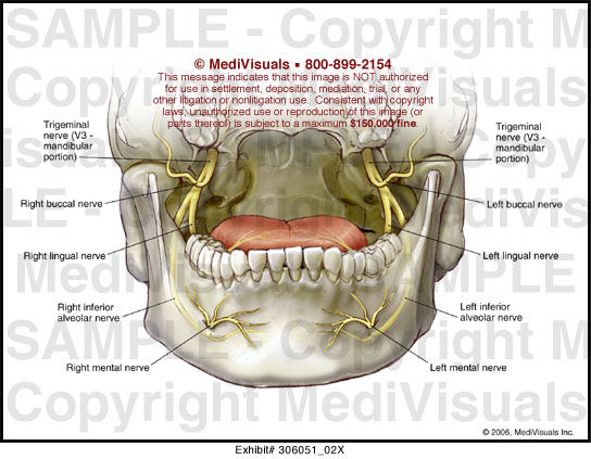 Oral Nerves 51