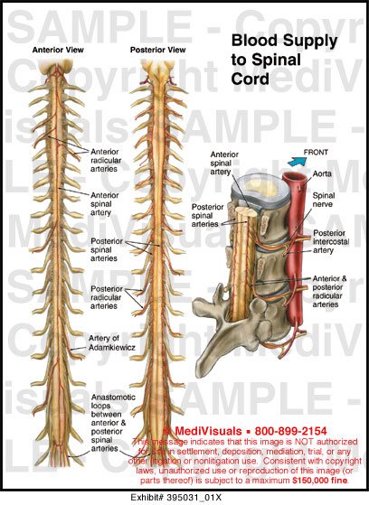Blood Supply to Spinal Cord Medical Illustration Medivisuals