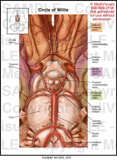 Circle Of Willis Anatomy And Clinical Aspects Kenhub Bank Home