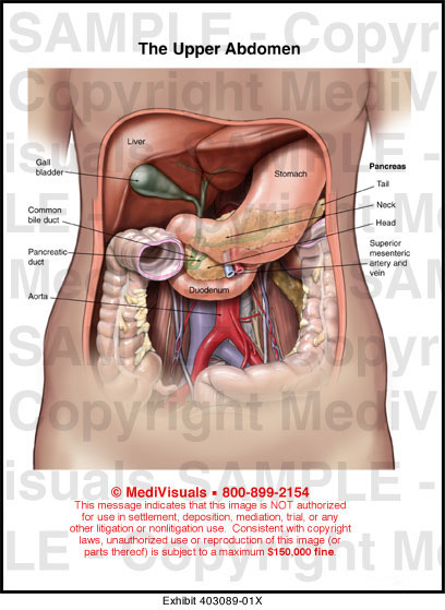Medivisuals The Upper Abdomen Medical Illustration