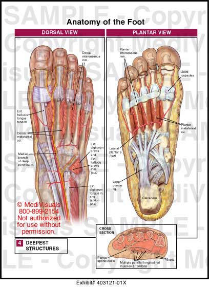Anatomy of the Foot Medical Illustration Medivisuals