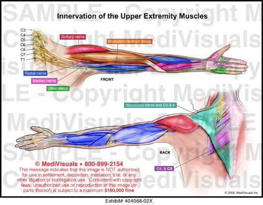 Innervation of the Upper Extremity Muscles Medical Exhibit Medivisuals