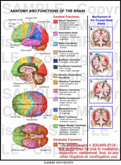 Anatomy and Functions of the Brain Medical Illustration