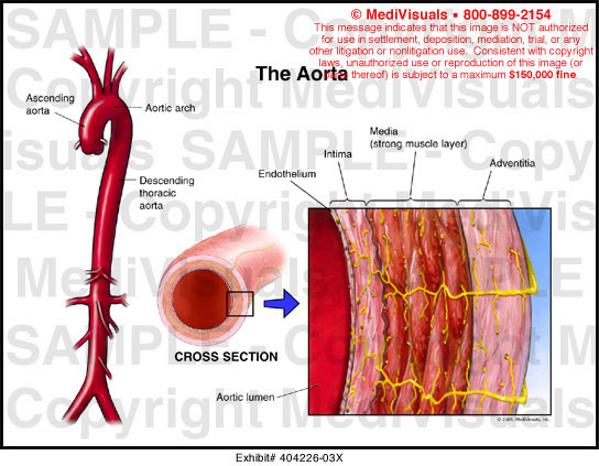 Medivisuals The Aorta Medical Illustration