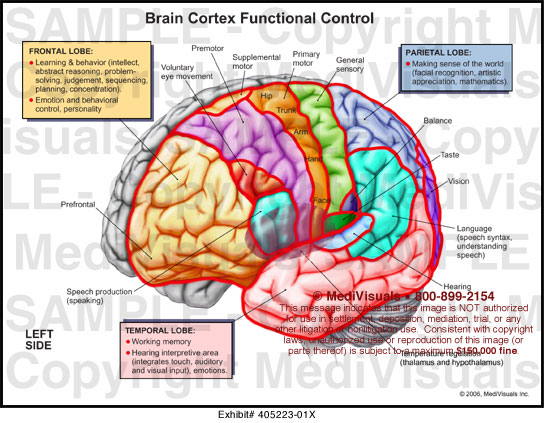 Brain Lobes And Their Functions Pdf