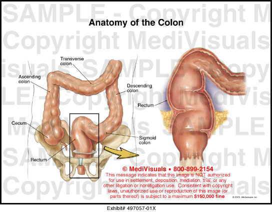 Anatomy of the Colon Medical Illustration Medivisuals