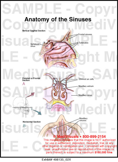 Anatomy Of The Sinuses Medical Illustration Medivisuals 0012
