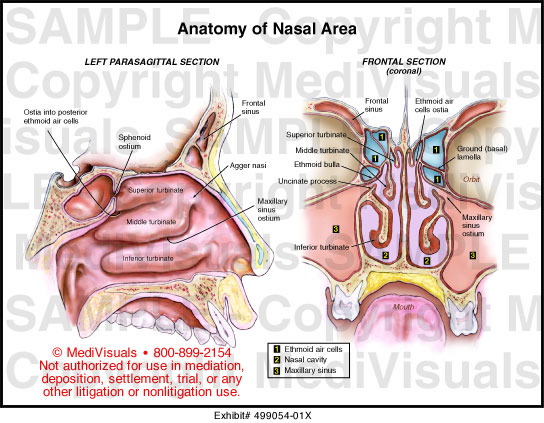 Anatomy of the Nasal Area Medical Illustration Medivisuals