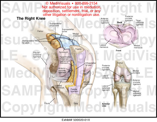 Medivisuals The Right Knee Medical Illustration