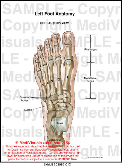 Left Foot Anatomy Medical Illustration Medivisuals