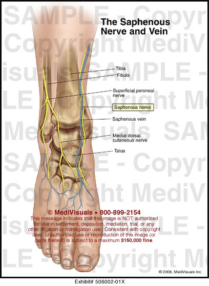 Medivisuals The Saphenous Nerve and Vein Medical Illustration
