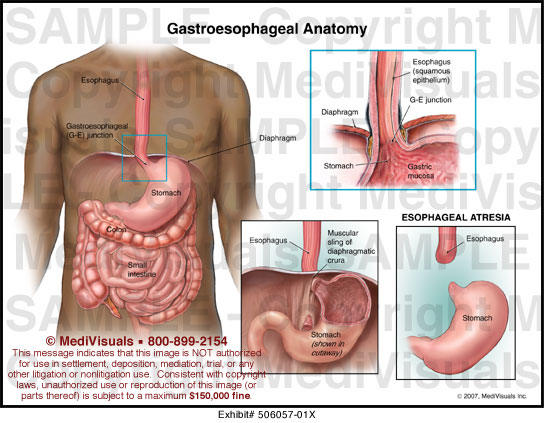 Gastroesophageal Anatomy Medical Illustration Medivisuals
