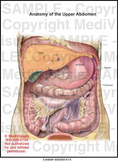 Anatomy of the Upper Abdomen Medical Illustration Medivisuals
