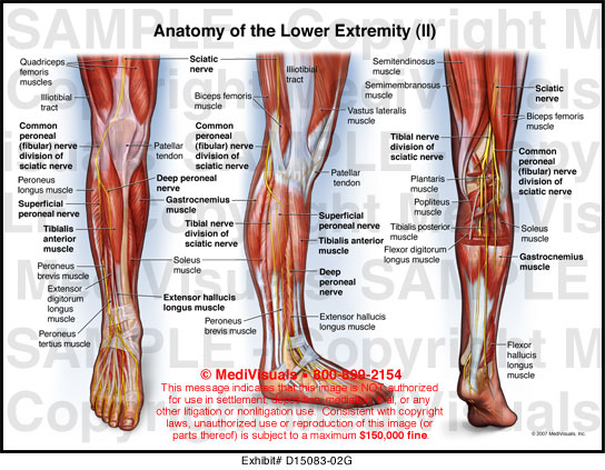Anatomy of the Lower Extremity (II) MediVisuals Medical Illustration