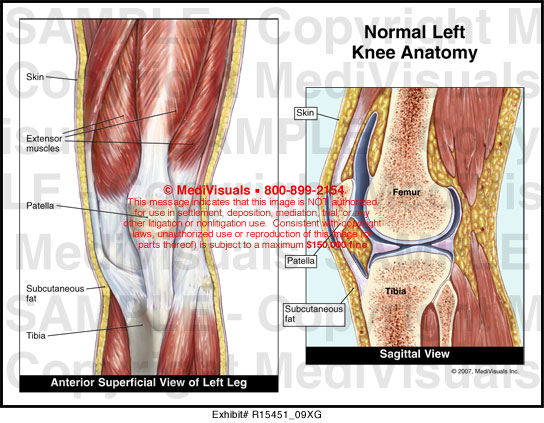Normal Left Knee Anatomy - R15451_09XG