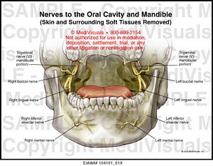 Nerves to the Oral Cavity and Mandible Medical Illustration