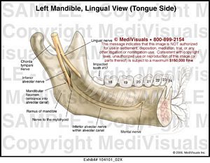 Left Mandible, Lingual View (Tongue Side) Medical Exhibit