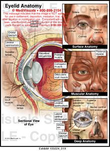 Eyelid Anatomy Medical Illustration Medivisuals