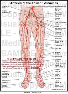 Arteries of the Lower Extremities Medical Illustration