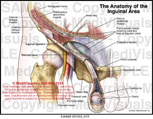 Medivisuals The Anatomy of the Inguinal Area Medical Illustration