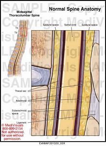 Medivisuals Normal Spine Anatomy Medical Illustration