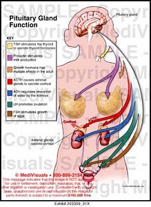 Medivisuals Pituitary Gland Function Medical Illustration