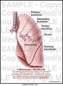 Lung Anatomy Medical Illustration