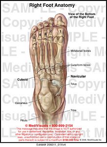 Medivisuals Right Foot Anatomy Medical Illustration