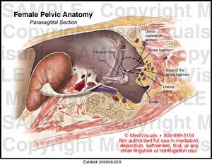 Female Pelvic Anatomy Medical Illustration Medivisuals