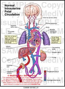 Medivisuals Normal Intrauterine Fetal Circulation Medical ...