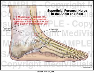 Medivisuals Superficial Peroneal Nerve in the Ankle and Foot Medical